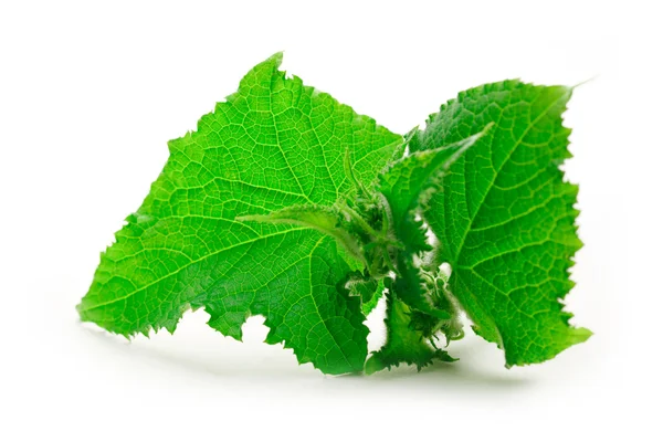Verse groene komkommer bladeren — Stockfoto