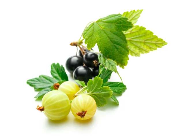 Fresh black currant with gooseberry — Stock Photo, Image