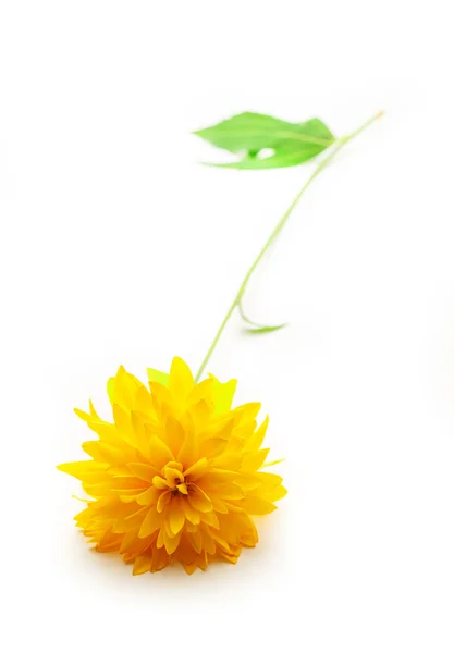 Gele tuin bloem — Stockfoto