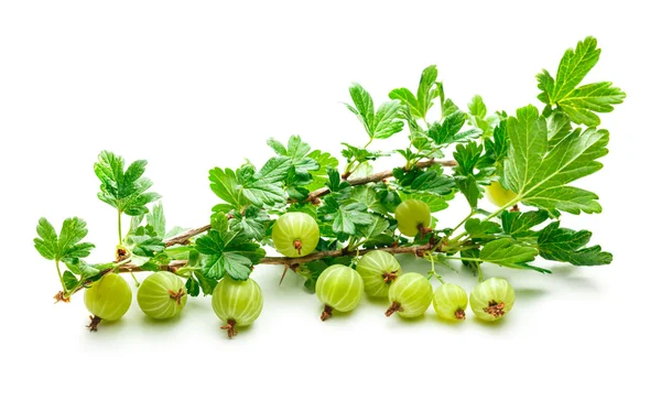 Branch of fresh gooseberry — Stock Photo, Image