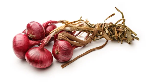 Cebolla roja fresca — Foto de Stock