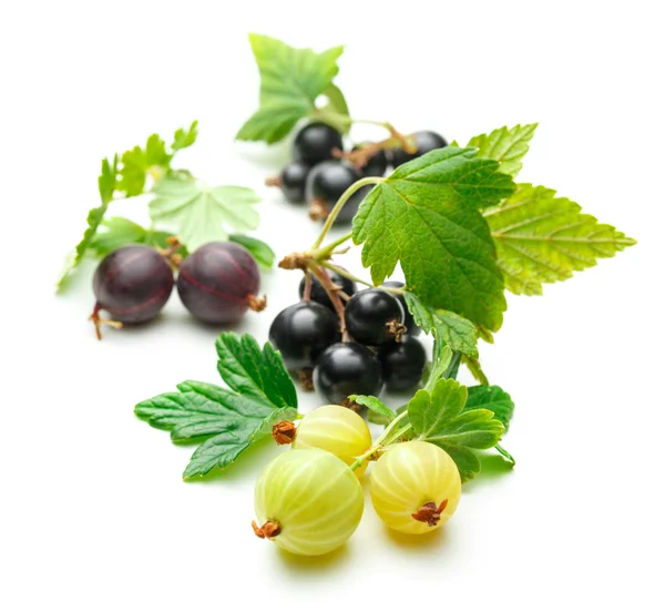 Fresh black currant with gooseberry — Stock Photo, Image