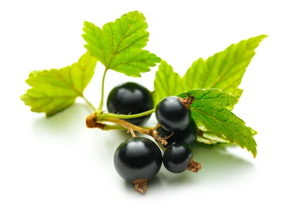 Fresh black currant with leaves — Stock Photo, Image