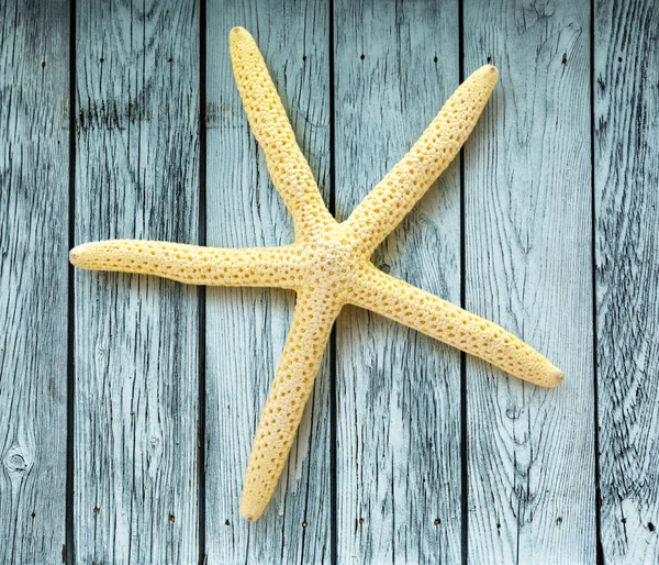 Decorative white sea star — Stock Photo, Image