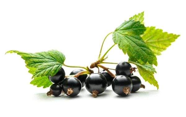 Fresh black currant with leaves — Stock Photo, Image