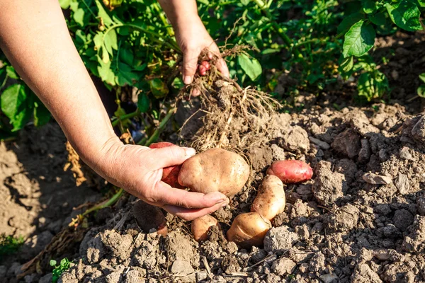 Молодой картофель в почве — стоковое фото