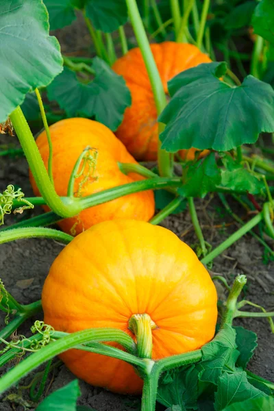 Young pumpkins in the garden — Stock Photo, Image