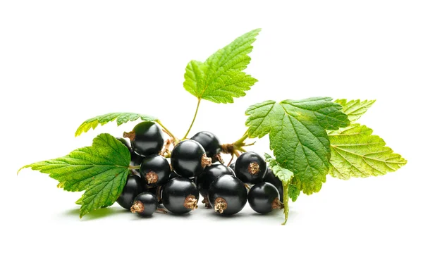 Färska svarta vinbär med blad — Stockfoto