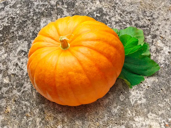 One big pumpkin — Stock Photo, Image