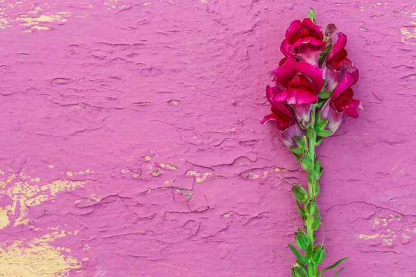 Lindo jardim gladiolus — Fotografia de Stock