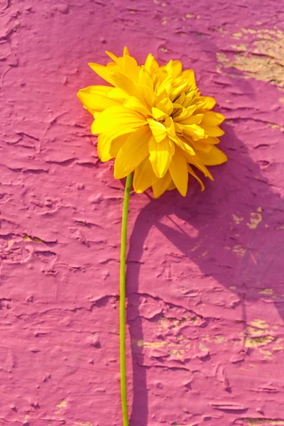 Κίτρινο λουλούδι στον κήπο — Φωτογραφία Αρχείου