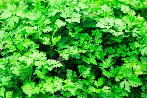 新鮮なパセリの緑色植物 — ストック写真