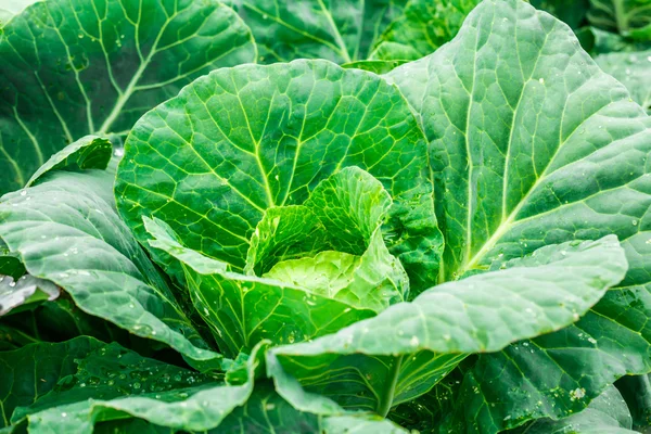 Green head of cabbage — Stock Photo, Image