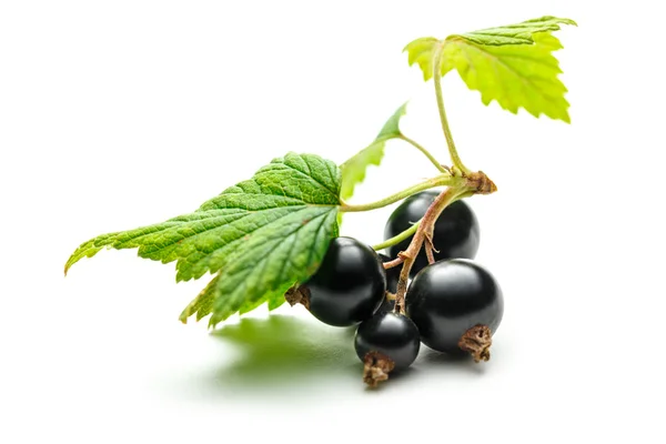 Fresh black currant with leaves — Stock Photo, Image