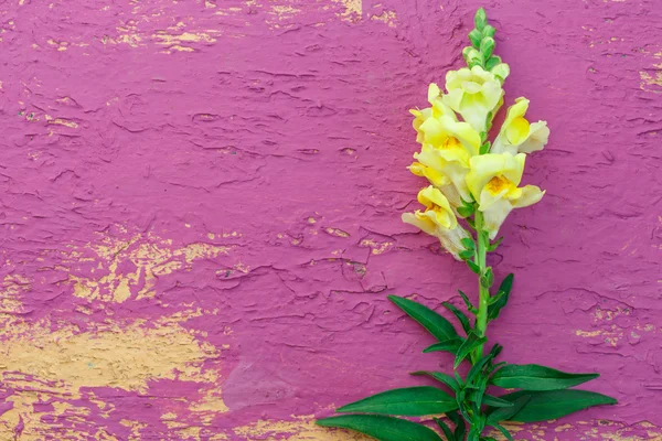 Vacker trädgård gladiolus — Stockfoto