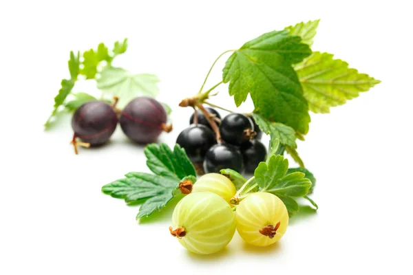 Fresh black currant with gooseberry — Stock Photo, Image