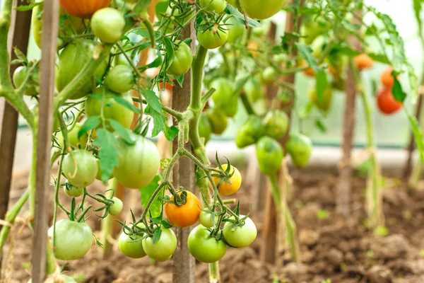 Свежие кусты томатов — стоковое фото