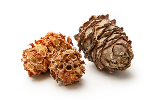 Pine cones from forest — Stock Photo, Image
