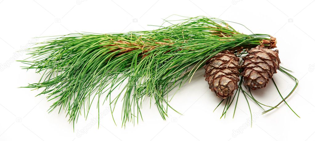 Two pine cones with fir branch