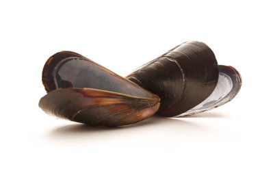 Empty sea mussels clipart
