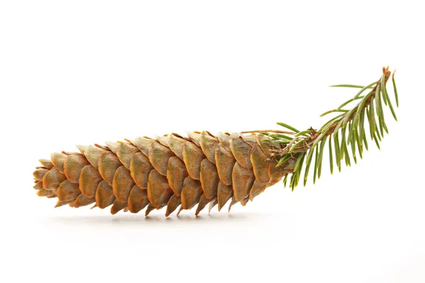 Cone de pinheiro com pequeno ramo de abeto — Fotografia de Stock