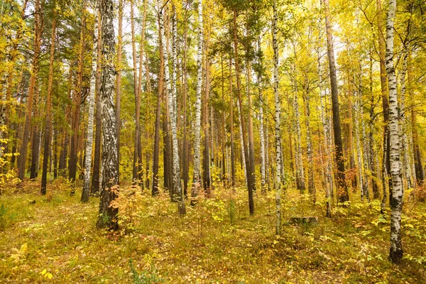 Çam ve huş ağacı orman sonbahar — Stok fotoğraf