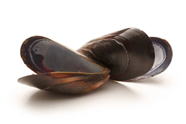 Empty sea mussels — Stock Photo, Image
