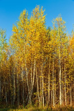Çam ve huş ağacı orman sonbahar