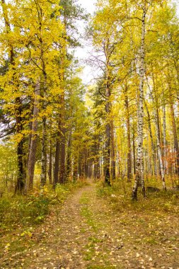 Çam ve huş ağacı orman sonbahar