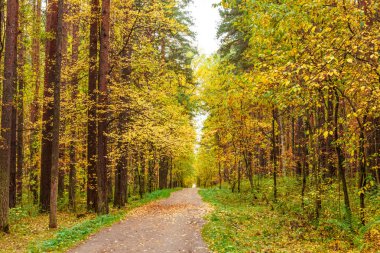 Çam ve huş ağacı orman sonbahar