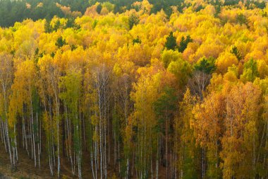 Çam ve huş ağacı orman sonbahar