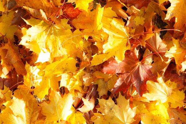 Maple foliage on the ground in autumn
