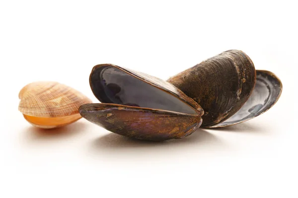 Empty sea mussels — Stock Photo, Image