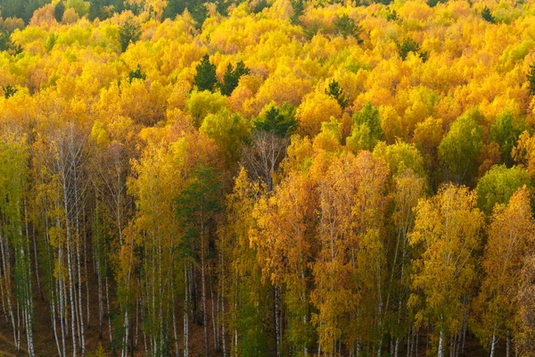 Çam ve huş ağacı orman sonbahar — Stok fotoğraf