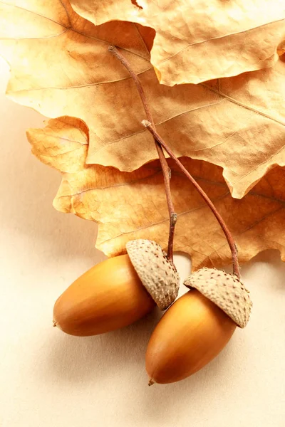 Свіжі жолуді з сушеним листям — стокове фото