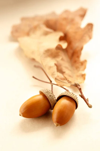 Fresh acorns with dried leaves — Stock Photo, Image