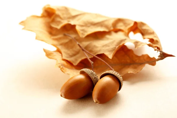 Fresh acorns with dried leaves — Stock Photo, Image