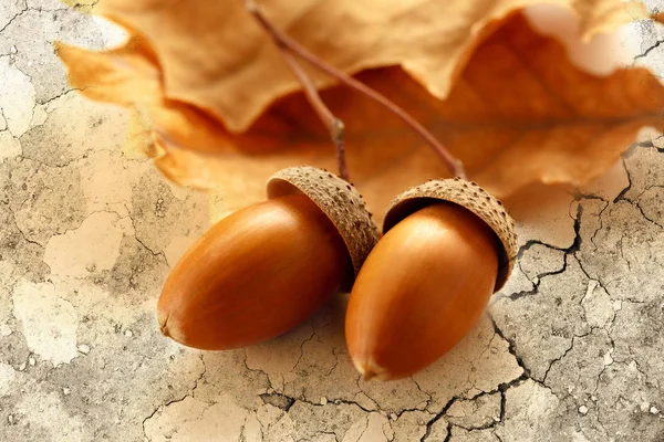 Fresh acorns with dried leaves — Stock Photo, Image