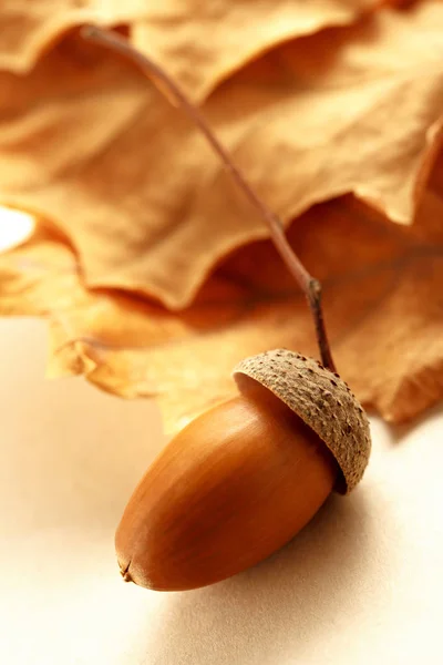 Acorn with dried leaves — Stock Photo, Image