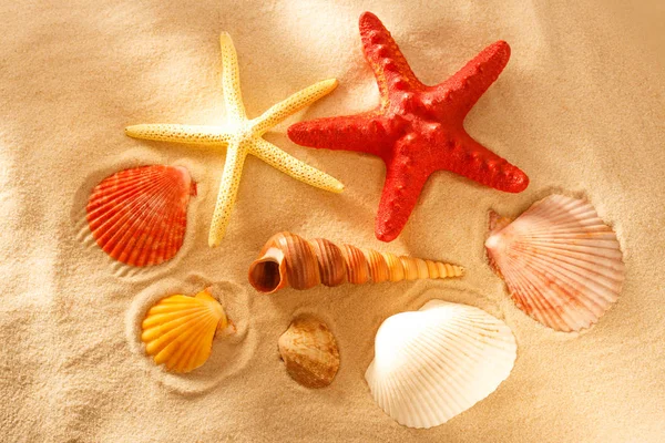 海の貝との星のコレクション — ストック写真