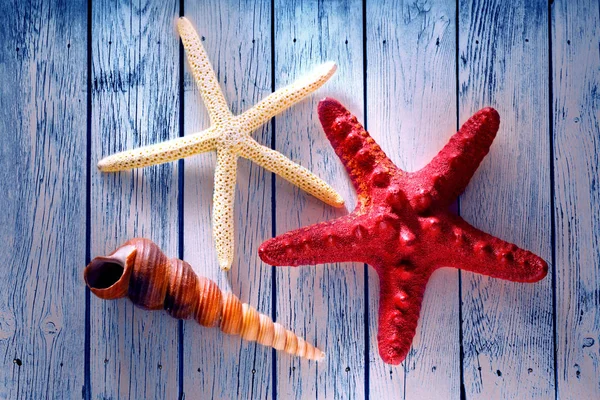 Sea shell and stars — Stock Photo, Image