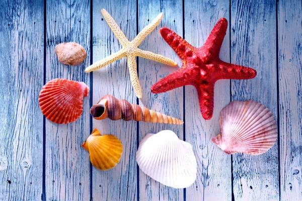 Collection of sea shells and stars — Stock Photo, Image