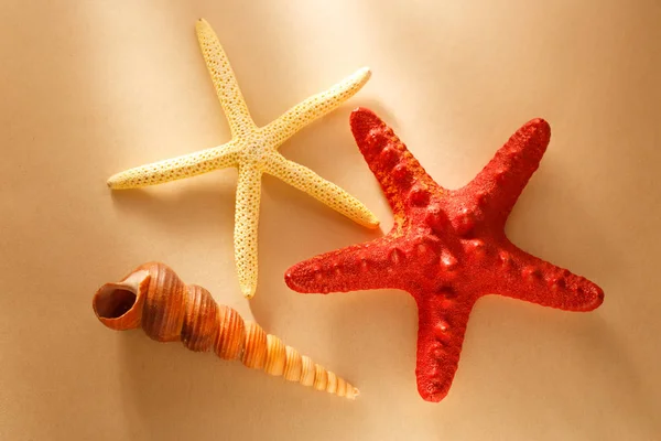 Mořské mušle a hvězdy — Stock fotografie