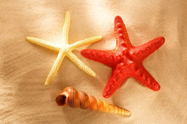 Морская раковина и звезды — стоковое фото