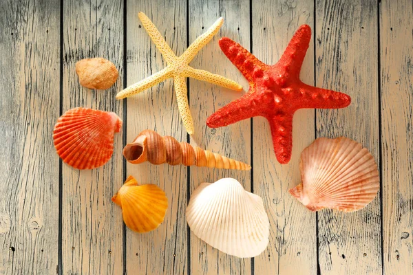 Collection of sea shells and stars — Stock Photo, Image