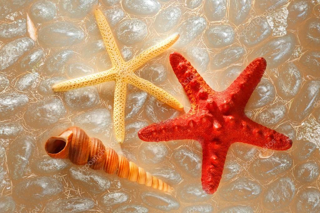 Sea shell and stars in light closeup