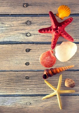 Deniz kabukları ve yıldızlar topluluğu