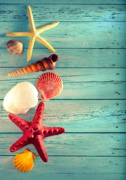 Colección de conchas marinas y estrellas — Foto de Stock