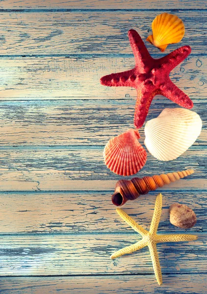 Коллекция морских раковин и звезд — стоковое фото