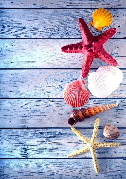 Коллекция морских раковин и звезд — стоковое фото